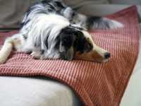 Weiche Hundedecke Cord Classic von mypado® rostbraun Sofa